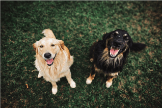 2 very happy dogs! The benefits of using Minus Bite flea and tick wipes. They use Minus Bite pet flea and tick wipes so they are happy and healthy