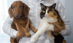 How to keep your pets safe and healthy using Minus Bite flea and tick wipes