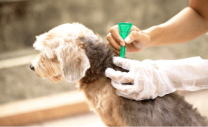 The Dangers of Traditional Flea and Tick Medication