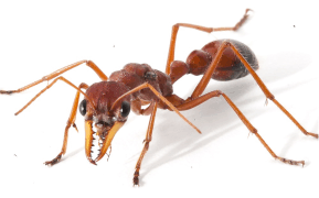 How to Identify an Ant Infestation and Stop It with Minus Bite Ant Spray