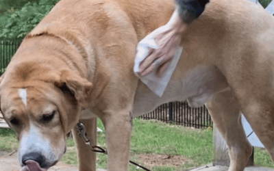 How to use Minus Bite pet flea and tick wipes Effectively