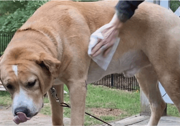 Duncan a lab/hound mix dog being wiped with Minus Bite flea and tick wipes. When it comes to keeping our pets healthy and happy, flea and tick prevention is an important part of their care. While there are many products on the market for keeping these pesky bugs at bay, Minus Bite pet flea and tick wipes offer a safe and effective solution that is easy to use.