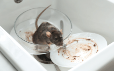 Protect Your Home and Family from the Dangers of Rodent Infestations