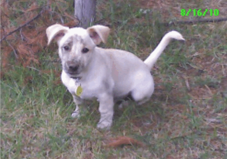 Percy Jackson as a puppy, a bassador. With dirt all over his face.