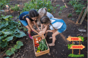 kids picking vegetables from garden.