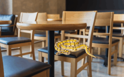 Sssave Your Business: The Importance of Snake Spray in Preventing Unwanted Guests