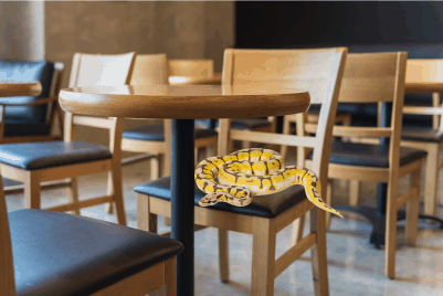 snake in business on chair