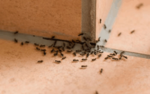 An ant infestation