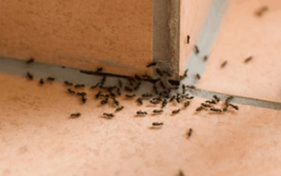 The Ant Invasion: Understanding, Preventing, and Combating with Minus Bite