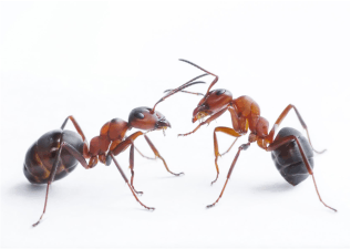 Common Ant Species and How Minus Bite Ant Spray Can Repel Them