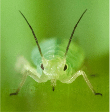 Aphid ready to eat