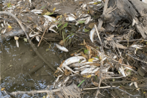 dead fish due to fertilizer. 