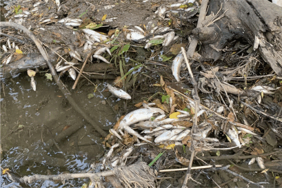 dead fish due to fertilizer.