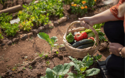 Boost Your Vegetable Garden’s Yield and Strength with Minus Bite Trinity