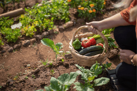 A person collecting vegetables from a garden