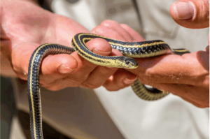 a person holding a garter snake