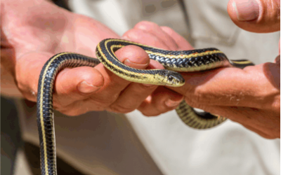 Garter Snakes: The Friendly Neighbor or a Nuisance?