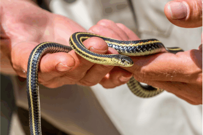 Garter Snakes: The Friendly Neighbor or a Nuisance?