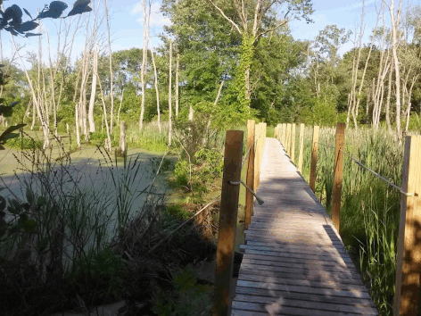 the foot bridge at the swamp for hiking.