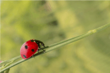 a lady bug on a plant