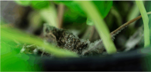 Mold on a plant