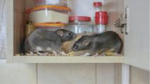 rodent infestation in kitchen