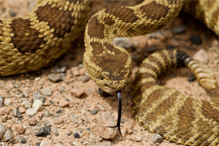 rattlesnake