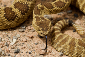 rattlesnake in south carolina