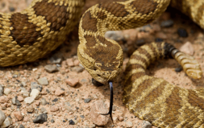 The Dangers of Rattlesnakes in South Carolina and Arizona: How to Protect Your Home and Family