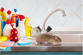 a mouse in the house and a bunch of cleaning supplies