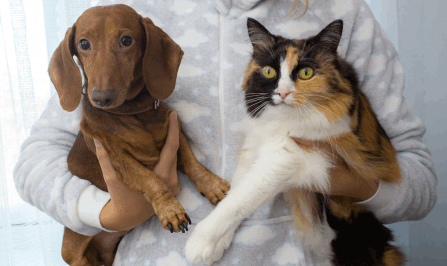 A dog and a cat. How to keep your pets safe and healthy using Minus Bite flea and tick wipes