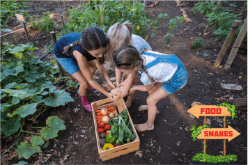 Kids picking vegetables from the garden