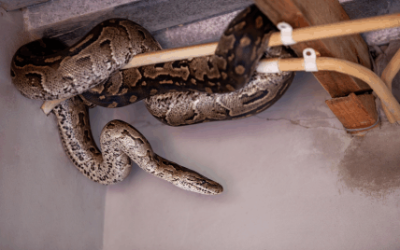 Understanding the Danger: A Comprehensive Guide to Snakes in Your Home and Garden