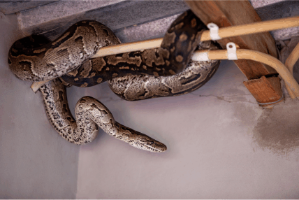 Understanding the Danger: A Comprehensive Guide to Snakes in Your Home and Garden