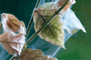 spider mites nest over leaves of a plant