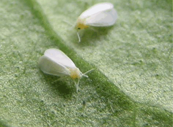 Whiteflies: The Plant-Damaging Insects and How to Defend Your Garden Naturally