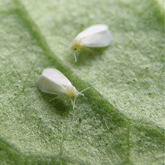 whiteflies on a plant